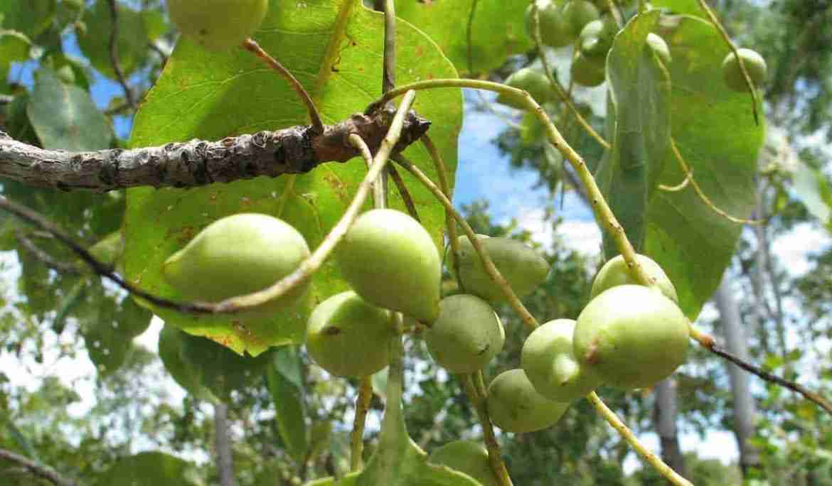 Zoom sur : La prune de kakadu