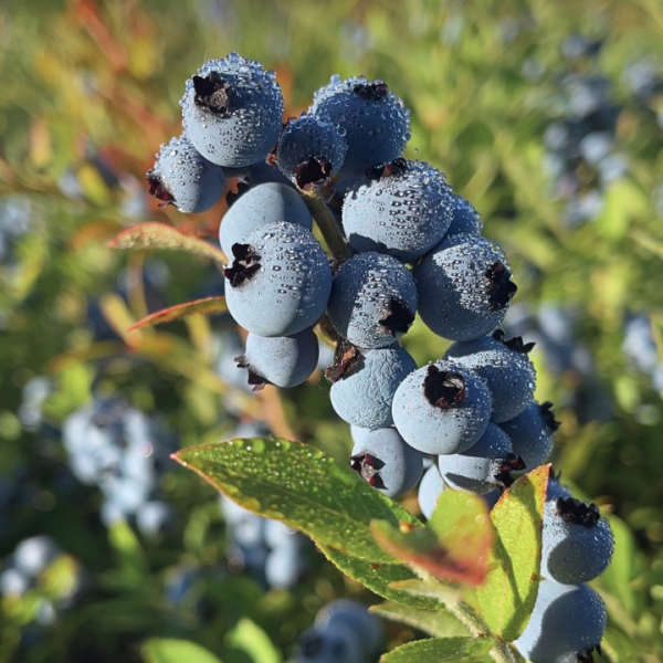 Closeup image of fresh ripe perfect blueberries. Macro.