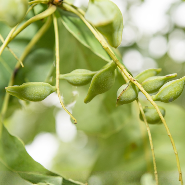 close up salted plum fruit as a background