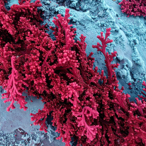 Beautiful zoom micro organism algae cell