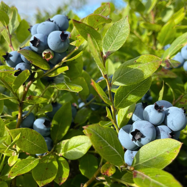 bleuets sauvages-feuilles
