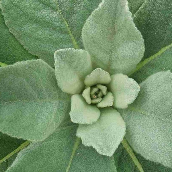 Molène Bouillon-blanc (Verbascum thapsus)
