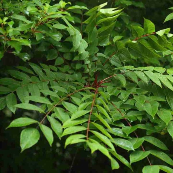 Rhus-Verniciflua