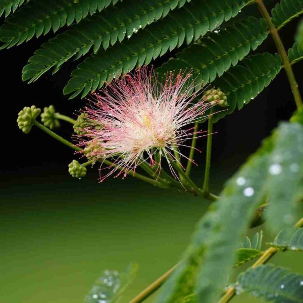 arbre-a-soie