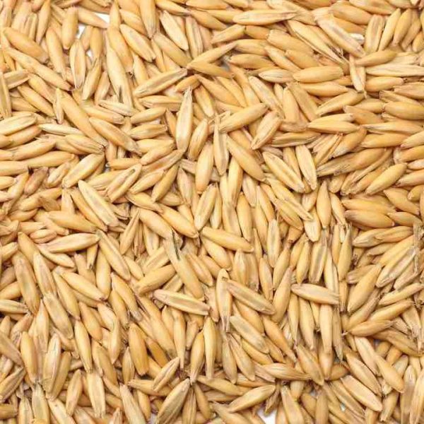 oat seeds isolated on white background top view