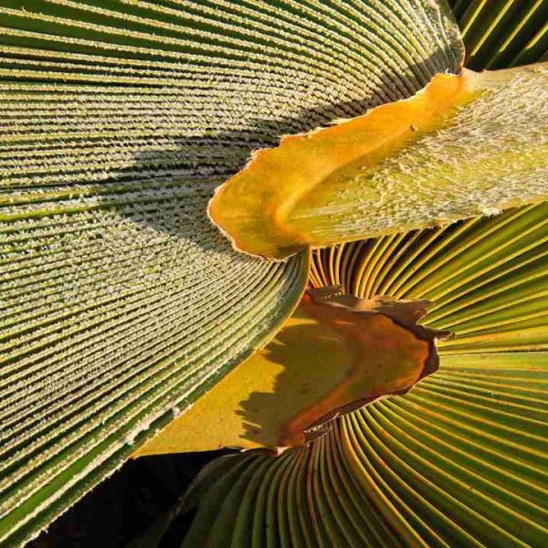 carnauba (copernicia prunifera) is a species of palm native to northeastern Brazil. It is the source of carnauba wax