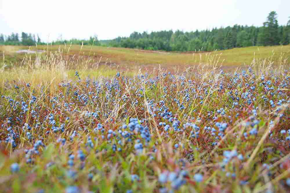 Saguenay-Lac-Saint-Jean : la région du bleuet sauvage